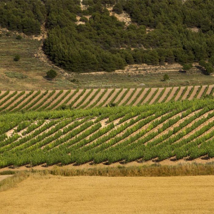 Wine Tourism Bodegas Carramimbre