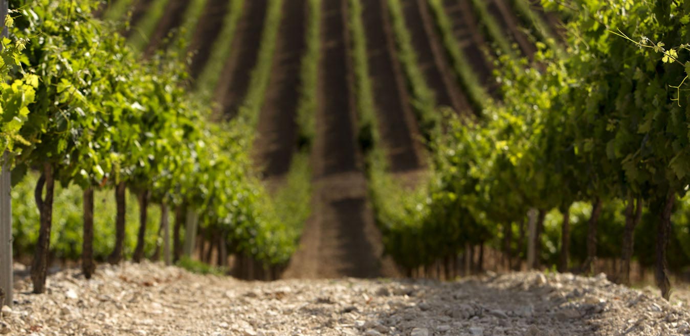 Viñedos bodegas Carramimbre