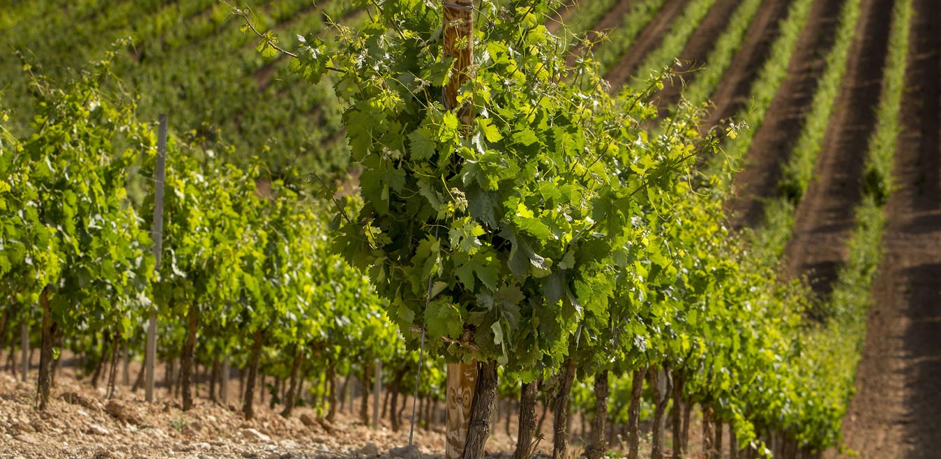 Vineyards Carramimbre