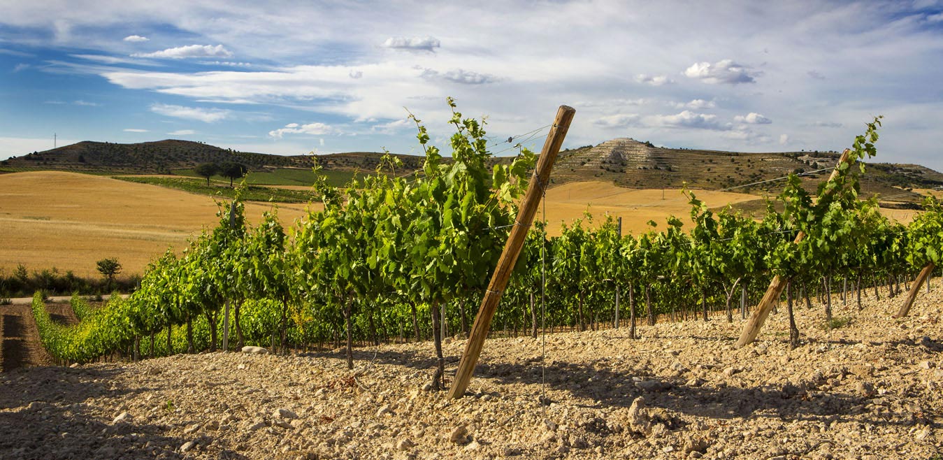 Vineyards Carramimbre