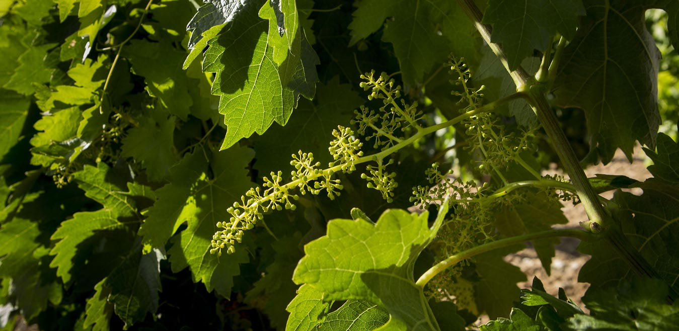 Parra en los viñedos de la bodega Carramimbre